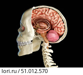 Human skull mid sagittal cross-section with brain. Стоковое фото, фотограф Leonello Calvetti/Stocktrek Images / ТАСС / Фотобанк Лори