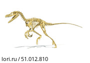 3D rendering of a Velociraptor dinosaur skeleton. Стоковое фото, фотограф Leonello Calvetti/Stocktrek Images / ТАСС / Фотобанк Лори