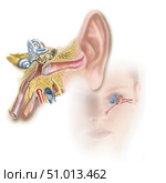 Position of inner ear in relationship to head and face. Стоковое фото, фотограф Elise Walmsley-MacWha/Stocktrek Images / ТАСС / Фотобанк Лори