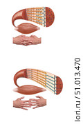 Muscle cells relaxed and contracted. Hands show how fibers intertwine to cause contraction. Стоковое фото, фотограф Elise Walmsley-MacWha/Stocktrek Images / ТАСС / Фотобанк Лори