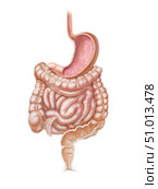 Esophagus, stomach and full intestinal tract on white background. Стоковое фото, фотограф Elise Walmsley-MacWha/Stocktrek Images / ТАСС / Фотобанк Лори