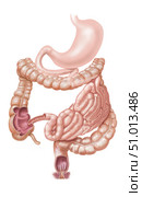 Stomach, small and large intestine and rectum on white background. Стоковое фото, фотограф Elise Walmsley-MacWha/Stocktrek Images / ТАСС / Фотобанк Лори
