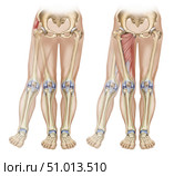 Bones and muscles showing adduction and abduction of the leg. Стоковое фото, фотограф Elise Walmsley-MacWha/Stocktrek Images / ТАСС / Фотобанк Лори
