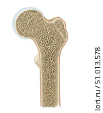 Detailed cross section of head of femur. Стоковое фото, фотограф Elise Walmsley-MacWha/Stocktrek Images / ТАСС / Фотобанк Лори