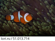 False Ocellaris Clownfish in its host anemone, Papua New Guinea. Стоковое фото, фотограф Terry Moore/Stocktrek Images / ТАСС / Фотобанк Лори