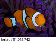 False Ocellaris Clownfish in its host anemone, Papua New Guinea. Стоковое фото, фотограф Terry Moore/Stocktrek Images / ТАСС / Фотобанк Лори