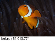 False Ocellaris Clownfish in its host anemone, Papua New Guinea. Стоковое фото, фотограф Terry Moore/Stocktrek Images / ТАСС / Фотобанк Лори