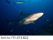 A large silvertip shark, Fiji. Стоковое фото, фотограф Terry Moore/Stocktrek Images / ТАСС / Фотобанк Лори