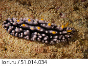 A Phyllidiella pustulosa nudibrnch grazes on coral encrusted by algae, Fiji. Стоковое фото, фотограф Terry Moore/Stocktrek Images / ТАСС / Фотобанк Лори