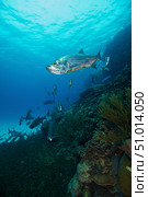 School of Tarpon, Bonaire, Caribbean Netherlands. Стоковое фото, фотограф Terry Moore/Stocktrek Images / ТАСС / Фотобанк Лори