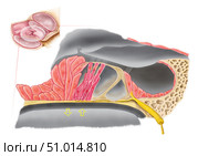 Anatomy of the organ of Corti, part of the cochlea of the inner ear. Стоковое фото, фотограф Stocktrek Images, Inc. / ТАСС / Фотобанк Лори