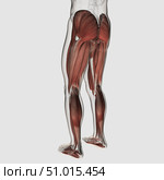 Male muscle anatomy of the human legs, posterior view. Стоковое фото, фотограф Stocktrek Images, Inc. / ТАСС / Фотобанк Лори