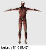 Anatomy of male muscular system, posterior view. Стоковое фото, фотограф Stocktrek Images, Inc. / ТАСС / Фотобанк Лори