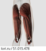 Male muscle anatomy of the human legs, posterior view. Стоковое фото, фотограф Stocktrek Images, Inc. / ТАСС / Фотобанк Лори