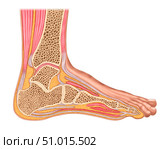 Longitudinal section of human foot in a sagittal plane. Стоковое фото, фотограф Stocktrek Images, Inc. / ТАСС / Фотобанк Лори
