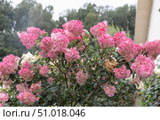 Hydrangea paniculata Vanille Fraise on a stem. Стоковое фото, фотограф Ольга Сейфутдинова / Фотобанк Лори