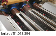 Selecting and sorting berries at industry plant. Стоковое видео, видеограф Яков Филимонов / Фотобанк Лори