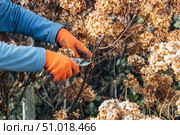 A gardener wearing gloves trims wilted hydrangea flowers before winter. Стоковое фото, фотограф Ольга Сейфутдинова / Фотобанк Лори