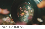 Discovering vibrant flowers through a camera lens in a sunlit garden setting. Стоковое AI-видео, аниматор Сергей Толмачёв / Фотобанк Лори