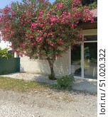 Pink oleander flowers in full bloom with a vibrant mood, representing summer and gardening, against a building and gravel path background. Стоковое фото, фотограф Елена Высокова / Фотобанк Лори