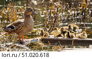 Morning with cute yellow ducklings on the pond. Стоковое фото, фотограф Igor Skripachev / Фотобанк Лори