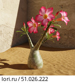 Beautiful desert rose plant with pink flowers on sand, glowing in sunlight. Adenium obesum succulent for botanical design on sunny day. Стоковое AI-изображение, AI-художник Анжелика Самсонова / Фотобанк Лори