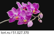 Pink phalaenopsis orchid flowers bloomed on a black background. Time lapse, close-up. Wedding background, valentines day concept.time lapse.4k. Стоковое видео, видеограф Marina Gabdullina / Фотобанк Лори