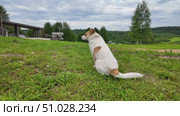 A small white dog in the countryside. Стоковое видео, видеограф Виктор Тихонов / Фотобанк Лори