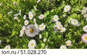 Wildflowers on a sunny summer day. Стоковое видео, видеограф Виктор Тихонов / Фотобанк Лори
