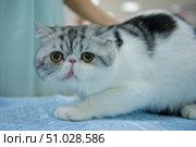 A white and gray exotic cat with its tongue hanging out sits on a blue rug. Стоковое фото, фотограф Екатерина Лызлова / Фотобанк Лори