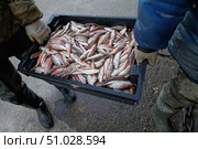 A black box filled with freshly caught red mullet is carried by two fishermen. Стоковое фото, фотограф Екатерина Лызлова / Фотобанк Лори