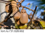 A bunch of kiwi fruits is hanging on a branch with dry leaves. Стоковое фото, фотограф Екатерина Лызлова / Фотобанк Лори