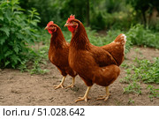 A Pair of Healthy Brown Chickens Roaming Freely in a Lush Green Environment, Showcasing Their Vibrant Feathers and Natural Habitat. Стоковое AI-изображение, AI-художник Башкирова Анна / Фотобанк Лори