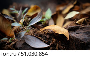 Macro shot of leaves and organic matter decomposing. Recycling of waste, zero waste production, preservation of the ecology of the Earth. Стоковое AI-изображение, AI-художник ALLA YURTAYEVA / Фотобанк Лори