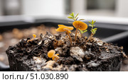 Mushrooms growing from compost, natural cycles. Recycling of waste, zero waste production, preservation of the ecology of the Earth. Стоковое AI-изображение, AI-художник ALLA YURTAYEVA / Фотобанк Лори
