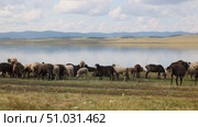 Bashkortostan, Russian Federation - August 07, 2025: Grazing sheep on lush green pasture by tranquil lake under blue sky with fluffy clouds, showcasing serene rural landscape and livestock harmony. Редакционное видео, видеограф Ирина Ручушкина / Фотобанк Лори