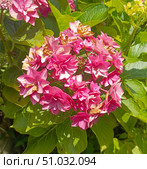 Withering pink hydrangea flowers in a natural style in pink, brown and green colors representing the beauty of aging and decay in a summer garden. Стоковое фото, фотограф Елена Высокова / Фотобанк Лори