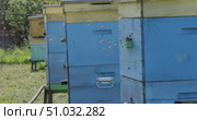 Honey bees fly near a beehive. Bees are best known to humans for their ecological roles as pollinators. Honey bees flying into wooden beehives. Стоковое видео, видеограф Андрей Армягов / Фотобанк Лори