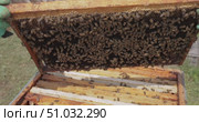 Beekeeper wearing a protective suit tending to beehives ensuring the well-being of the bees. Honey bees flying into wooden beehives. Стоковое видео, видеограф Андрей Армягов / Фотобанк Лори