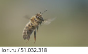 Honey bee fly in a super slow motion. Shot on super slow motion camera 1600 fps. Bees are best known to humans for their ecological roles as pollinators. Стоковое видео, видеограф Андрей Армягов / Фотобанк Лори
