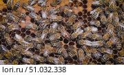 Queen bee and Honey Bees working on honeycomb close-up shot. Bees are best known to humans for their ecological roles as pollinators. Стоковое видео, видеограф Андрей Армягов / Фотобанк Лори