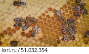 Honey Bees working on honeycomb close-up shot. Bees are best known to humans for their ecological roles as pollinators. Стоковое видео, видеограф Андрей Армягов / Фотобанк Лори