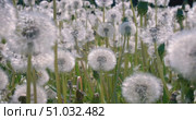 Fluffy Seeds dandelions Flying Over the Clearing. Shot on super slow motion camera 1000 fps. Стоковое видео, видеограф Андрей Армягов / Фотобанк Лори