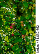 Плоды яблони растут на ветке яблони. Созревание яблок. сорт яблок. Apple fruits grow on an apple tree branch. Apple ripening. Apple variety. Стоковое фото, фотограф Алексей Крылов / Фотобанк Лори