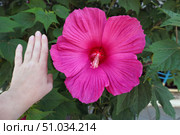 Большой цветок Гибискуса болотного (Hibiscus moscheutos) Стоковое фото, фотограф Татьяна Т / Фотобанк Лори