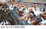Group of brown and white chickens walking and eating in henhouse on farm. Poultry breeding concept. Стоковое видео, видеограф Яков Филимонов / Фотобанк Лори