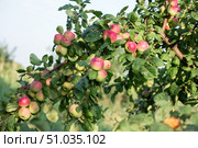 An apple tree branch laden with red and green apples promising a bountiful fall harvest. Стоковое фото, фотограф Коханова Наталья / Фотобанк Лори