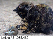 A fluffy tortoiseshell cat caught a mouse outside. The animal is watching its prey carefully, holding it with its paw. The scene demonstrates the hunting instinct of a cat in natural conditions. Стоковое фото, фотограф Анна Кривицкая / Фотобанк Лори