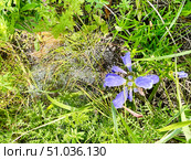 Dracocephalum charkeviczii Prob. (семейство Lamiaceae). Змееголовник Харкевича. Стоковое фото, фотограф Овчинникова Ирина / Фотобанк Лори