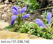 Dracocephalum charkeviczii Prob. (семейство Lamiaceae). Змееголовник Харкевича. Стоковое фото, фотограф Овчинникова Ирина / Фотобанк Лори